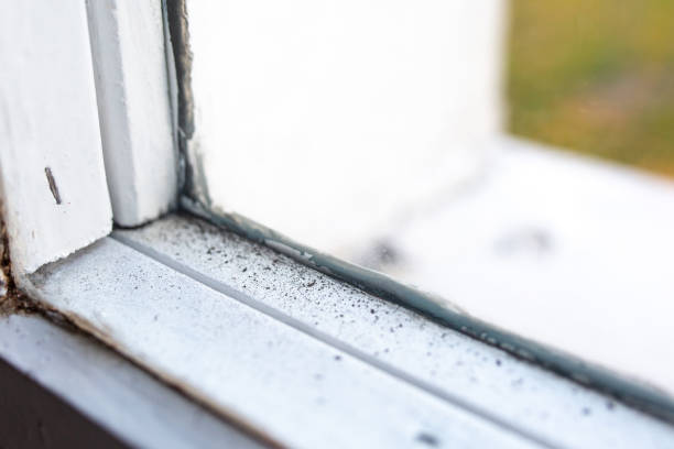 Reliable Cannon Beach, OR Mold Removal Solutions